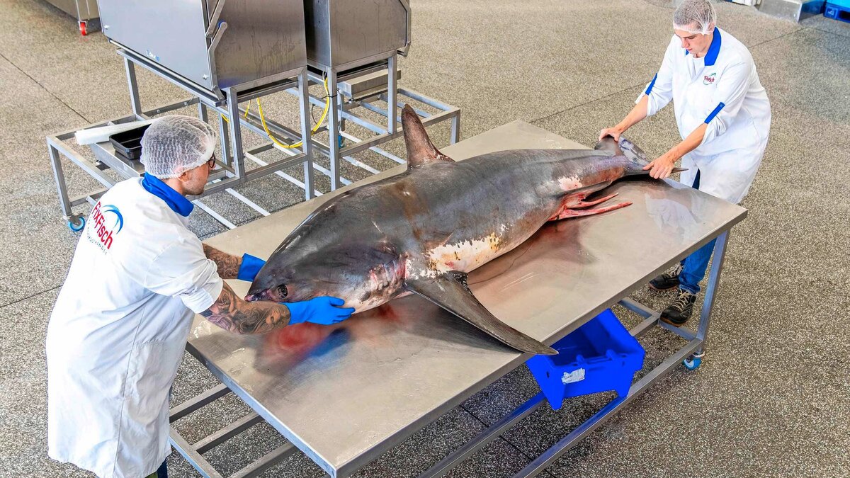 ijmuider-vissers-ontdekken-meterslange-haai-in-net-200-kilo-verplaats